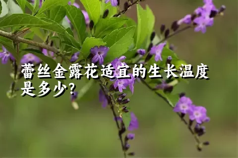 蕾丝金露花适宜的生长温度是多少？