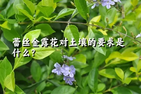 蕾丝金露花对土壤的要求是什么？