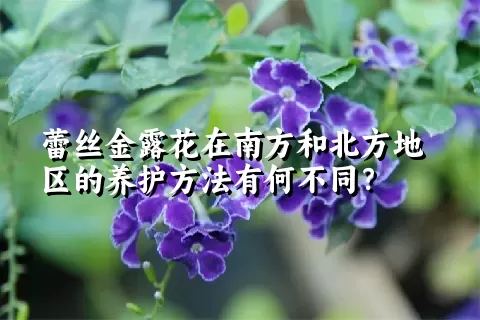 蕾丝金露花在南方和北方地区的养护方法有何不同？