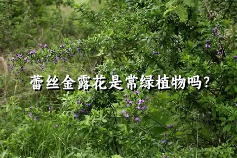 蕾丝金露花是常绿植物吗？