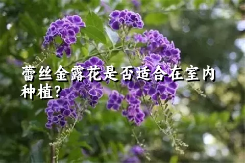 蕾丝金露花是否适合在室内种植？