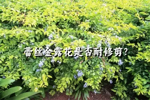 蕾丝金露花是否耐修剪？