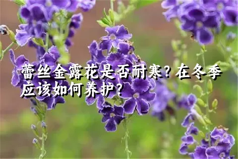 蕾丝金露花是否耐寒？在冬季应该如何养护？