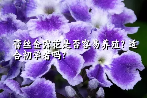 蕾丝金露花是否容易养殖？适合初学者吗？