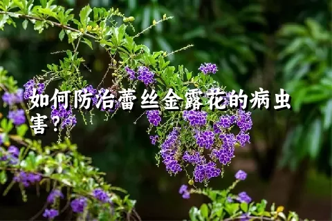 如何防治蕾丝金露花的病虫害？