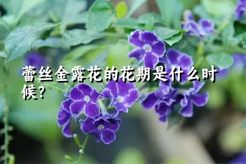 蕾丝金露花的花期是什么时候？