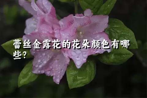 蕾丝金露花的花朵颜色有哪些？