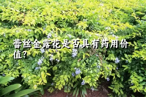 蕾丝金露花是否具有药用价值？