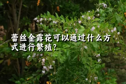 蕾丝金露花可以通过什么方式进行繁殖？