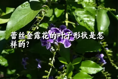 蕾丝金露花的叶子形状是怎样的？