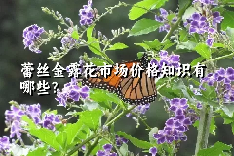 蕾丝金露花市场价格知识有哪些？