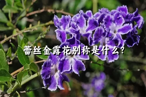 蕾丝金露花别称是什么？