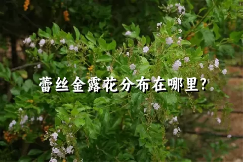 蕾丝金露花分布在哪里?