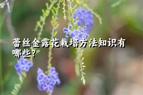 蕾丝金露花栽培方法知识有哪些？