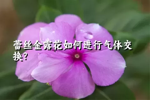 蕾丝金露花如何进行气体交换？