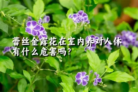 蕾丝金露花在室内养对人体有什么危害吗？