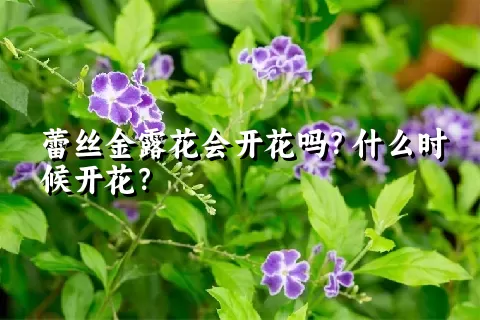 蕾丝金露花会开花吗？什么时候开花？