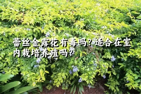 蕾丝金露花有毒吗？适合在室内栽培养殖吗？