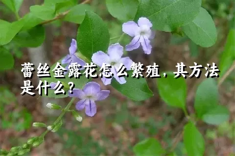 蕾丝金露花怎么繁殖，其方法是什么？