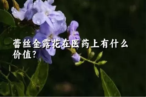 蕾丝金露花在医药上有什么价值？