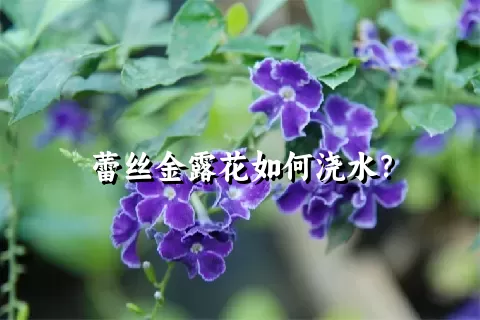 蕾丝金露花如何浇水？