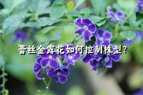 蕾丝金露花如何控制株型？