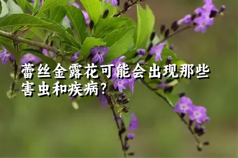 蕾丝金露花可能会出现那些害虫和疾病？