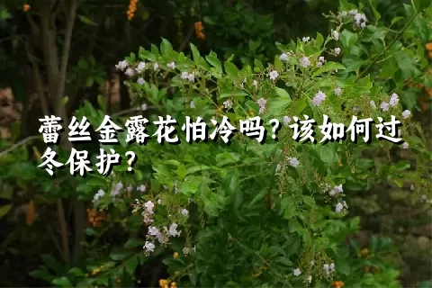 蕾丝金露花怕冷吗？该如何过冬保护？