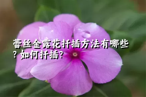 蕾丝金露花扦插方法有哪些？如何扦插？