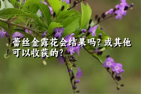 蕾丝金露花会结果吗？或其他可以收获的？