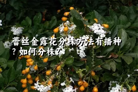 蕾丝金露花分株方法有播种？如何分株？