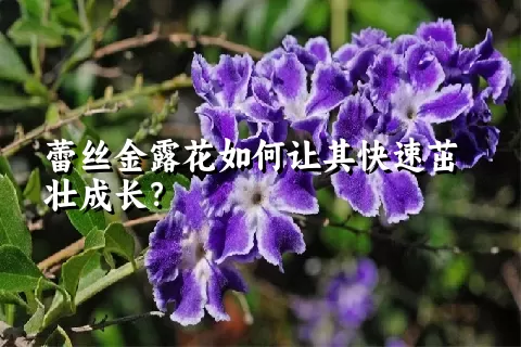 蕾丝金露花如何让其快速茁壮成长？