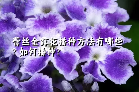 蕾丝金露花播种方法有哪些？如何播种？