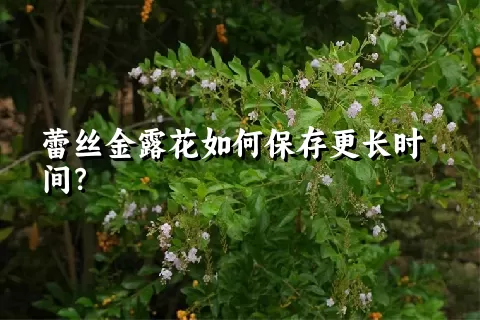 蕾丝金露花如何保存更长时间？