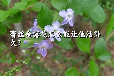 蕾丝金露花怎么能让他活得久？