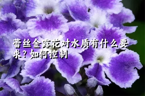 蕾丝金露花对水质有什么要求？如何控制