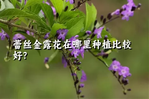 蕾丝金露花在哪里种植比较好？