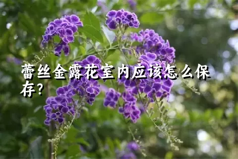 蕾丝金露花室内应该怎么保存？