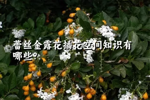 蕾丝金露花插花空间知识有哪些？