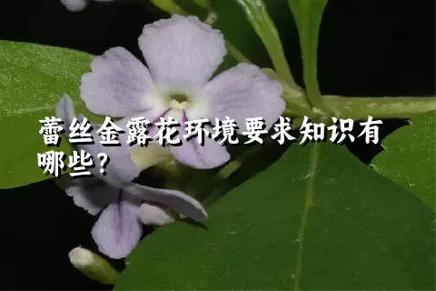 蕾丝金露花环境要求知识有哪些？