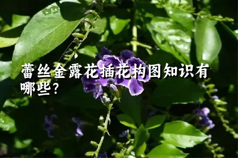 蕾丝金露花插花构图知识有哪些？