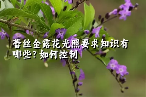 蕾丝金露花光照要求知识有哪些？如何控制