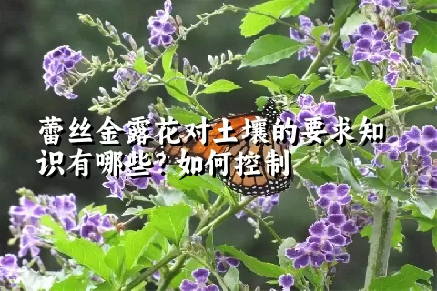 蕾丝金露花对土壤的要求知识有哪些？如何控制