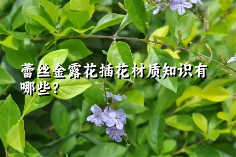 蕾丝金露花插花材质知识有哪些？