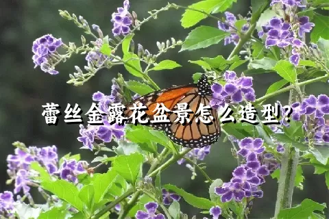 蕾丝金露花盆景怎么造型？