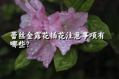 蕾丝金露花插花注意事项有哪些？