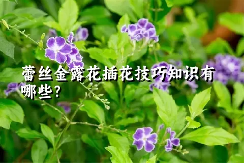 蕾丝金露花插花技巧知识有哪些？