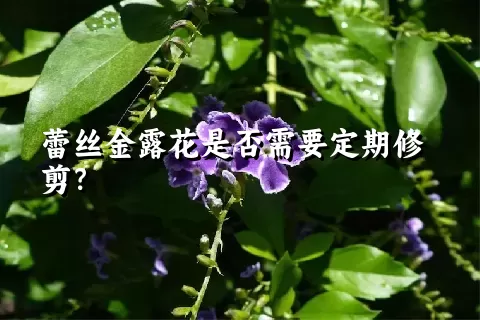 蕾丝金露花是否需要定期修剪？