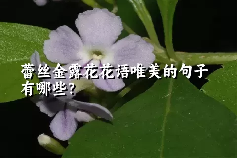 蕾丝金露花花语唯美的句子有哪些？