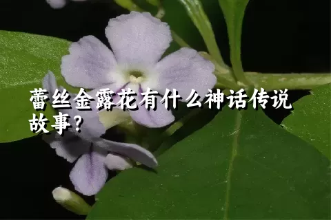 蕾丝金露花有什么神话传说故事？